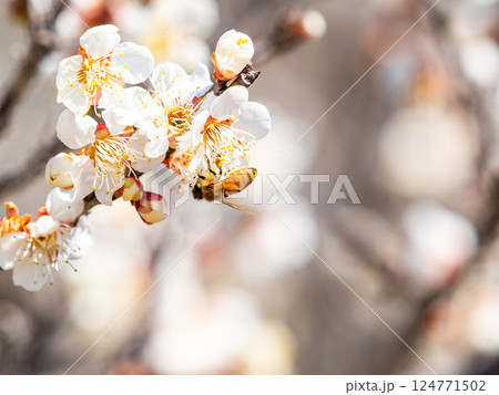 満開の梅の蜜を懸命に集めるかわいいミツバチ 満開の梅の蜜を懸命に集めるかわいいミツバチ 124771502