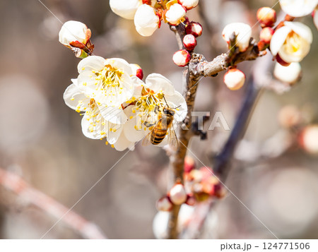 満開の梅の蜜を懸命に集めるかわいいミツバチ 満開の梅の蜜を懸命に集めるかわいいミツバチ 124771506