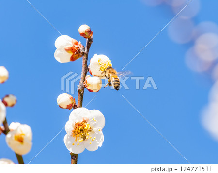 満開の梅の蜜を懸命に集めるかわいいミツバチ 満開の梅の蜜を懸命に集めるかわいいミツバチ 124771511