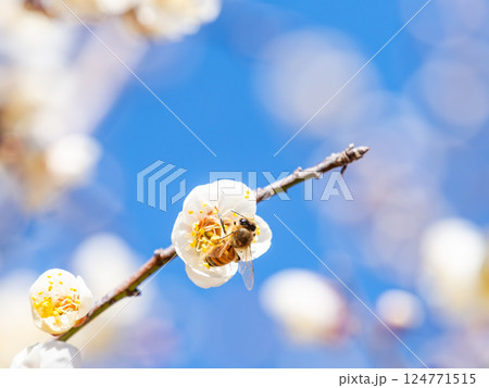 満開の梅の蜜を懸命に集めるかわいいミツバチ 124771515