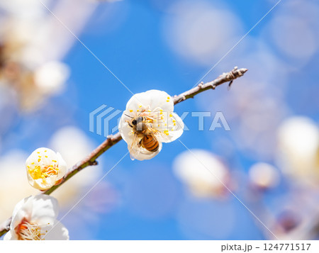 満開の梅の蜜を懸命に集めるかわいいミツバチ 満開の梅の蜜を懸命に集めるかわいいミツバチ 124771517