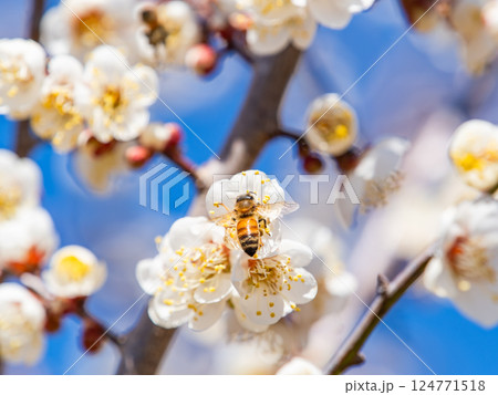 満開の梅の蜜を懸命に集めるかわいいミツバチ 満開の梅の蜜を懸命に集めるかわいいミツバチ 124771518