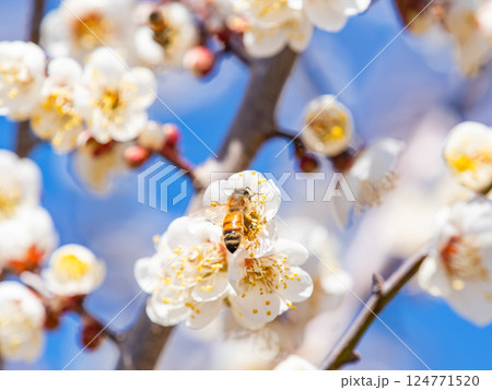 満開の梅の蜜を懸命に集めるかわいいミツバチ 124771520