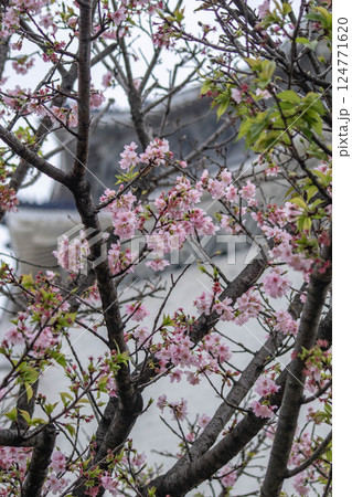 花 フラワー お花 124771620