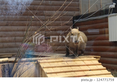 The capybara sits on the roof house. Capybara in the zoo 124771759
