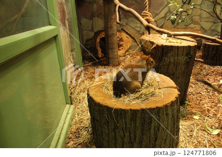 A little monkey is sitting on a wooden stump frame. Monkeys in an enclosure 124771806