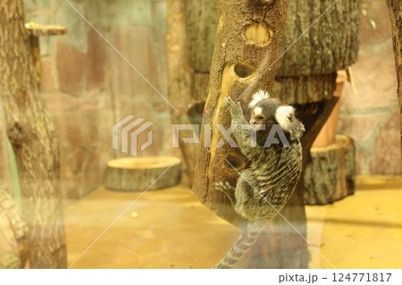De Brazza's Monkey sitting on a stump close-up 124771817