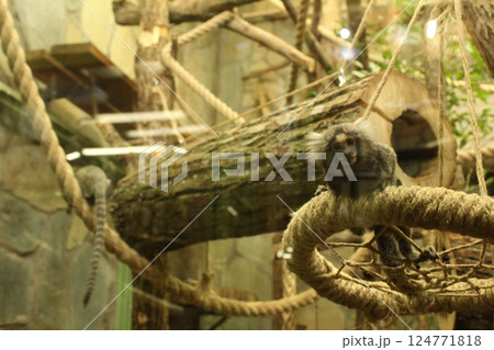 Cebuella pygmaea monkey sitting on a tree branch looking right in the zoo Cebuella pygmaea monkey sitting on a tree branch looking right in the zoo 124771818