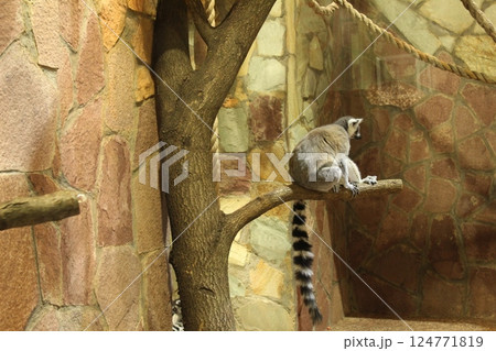 Lemur catta with a long striped tail sitting on a tree branch Lemur catta with a long striped tail sitting on a tree branch 124771819