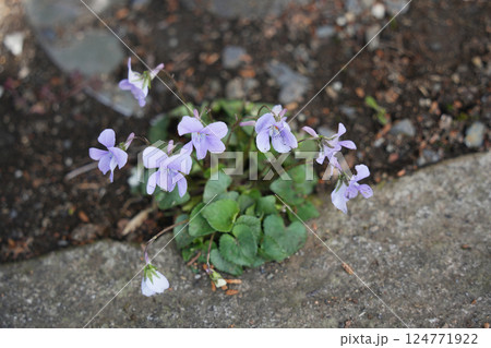 すみれの花 すみれの花 124771922
