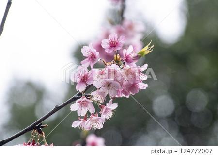 桜 さくら サクラ 124772007