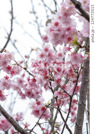 桜 さくら サクラ 124772015