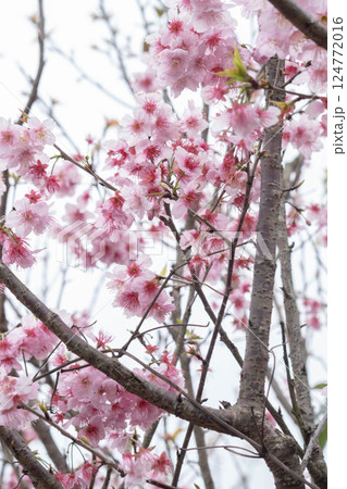 桜 さくら サクラ 124772016