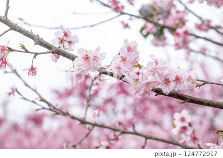 桜 さくら サクラ 124772017