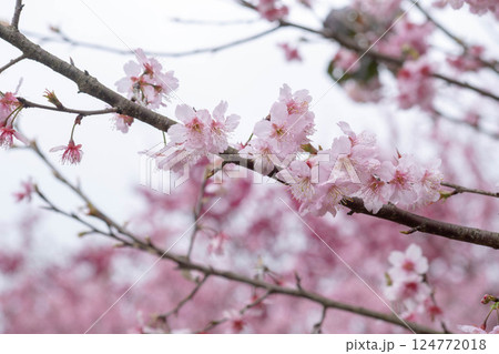 桜 さくら サクラ 124772018