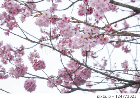 桜 さくら サクラ 124772023