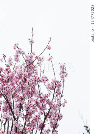 桜 さくら サクラ 124772028
