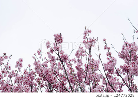 桜 さくら サクラ 124772029