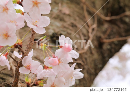 満開の桜のある公園 124772165
