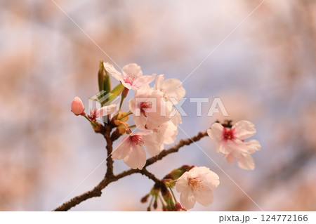 満開の桜のある公園 124772166