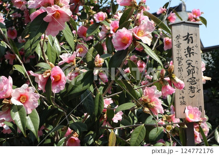 椿の花咲き誇る 京都城南宮の春の日 椿の花咲き誇る 京都城南宮の春の日 124772176