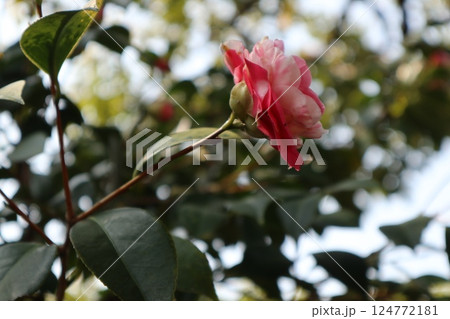 椿の花咲き誇る 京都城南宮の春の日 椿の花咲き誇る 京都城南宮の春の日 124772181