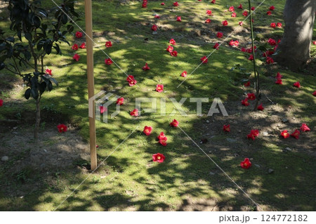 椿の花咲き誇る　京都城南宮の春の日 124772182