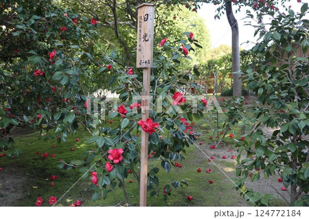 椿の花咲き誇る 京都城南宮の春の日 椿の花咲き誇る 京都城南宮の春の日 124772184