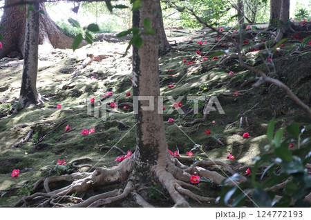 椿の花咲き誇る 京都城南宮の春の日 椿の花咲き誇る 京都城南宮の春の日 124772193