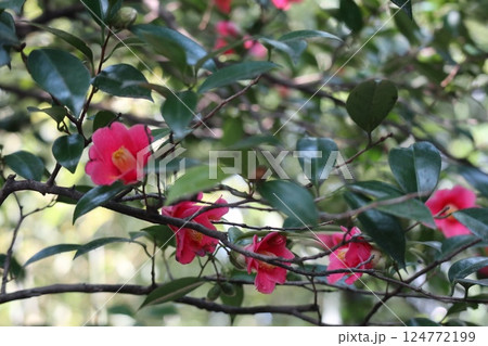 椿の花咲き誇る 京都城南宮の春の日 椿の花咲き誇る 京都城南宮の春の日 124772199