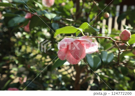 椿の花咲き誇る 京都城南宮の春の日 椿の花咲き誇る 京都城南宮の春の日 124772200