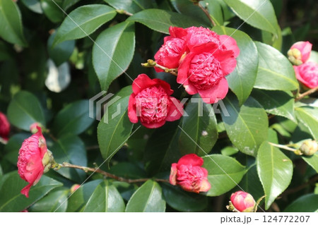 椿の花咲き誇る　京都城南宮の春の日 124772207