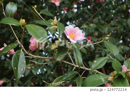 椿の花咲き誇る 京都城南宮の春の日 椿の花咲き誇る 京都城南宮の春の日 124772214