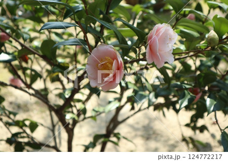 椿の花咲き誇る　京都城南宮の春の日 124772217
