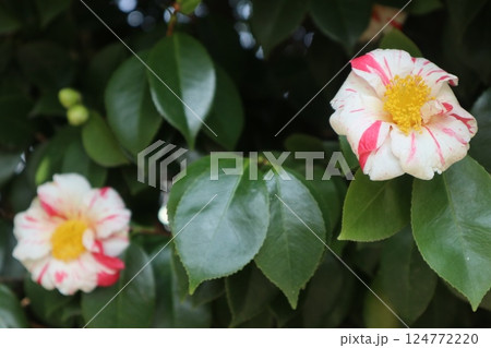 椿の花咲き誇る 京都城南宮の春の日 椿の花咲き誇る 京都城南宮の春の日 124772220