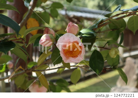 椿の花咲き誇る 京都城南宮の春の日 椿の花咲き誇る 京都城南宮の春の日 124772221