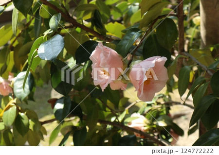 椿の花咲き誇る　京都城南宮の春の日 124772222