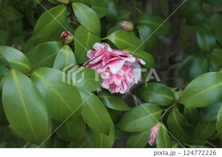 椿の花咲き誇る　京都城南宮の春の日 124772226