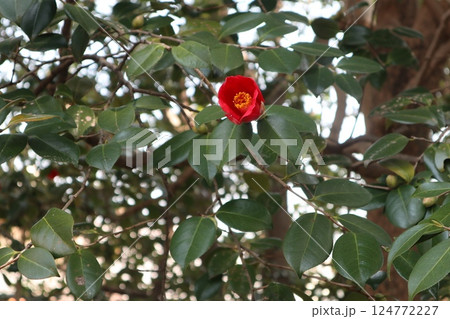 椿の花咲き誇る 京都城南宮の春の日 椿の花咲き誇る 京都城南宮の春の日 124772227