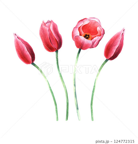 A set of pink tulips blooms. Hand drawn botanical watercolor illustration isolated on white background. For clip art cards invitation 124772315
