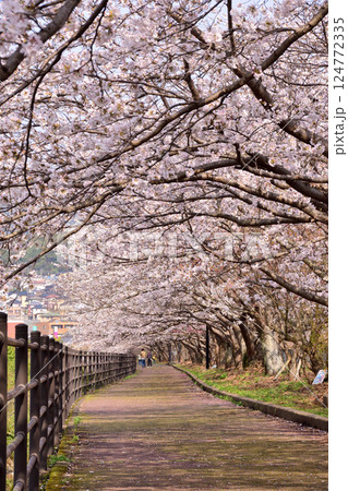 桜、サクラ、さくら 124772335