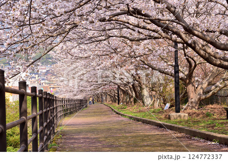 桜、サクラ、さくら 124772337