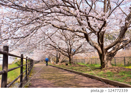 桜、サクラ、さくら 124772339