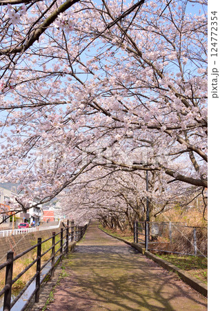 桜、サクラ、さくら 桜、サクラ、さくら 124772354