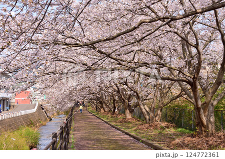 桜、サクラ、さくら 桜、サクラ、さくら 124772361