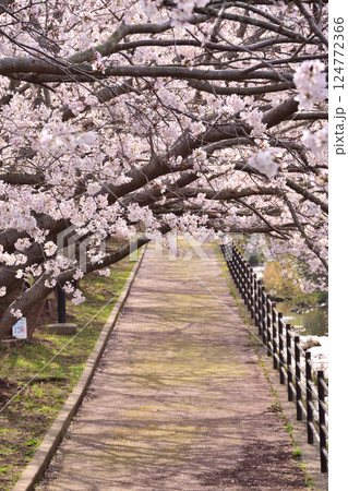 桜、サクラ、さくら 124772366