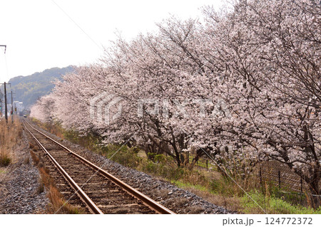 桜、サクラ、さくら 124772372