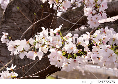 桜、サクラ、さくら 桜、サクラ、さくら 124772373