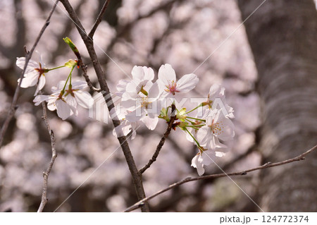 桜、サクラ、さくら 124772374