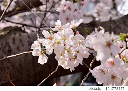 桜、サクラ、さくら 桜、サクラ、さくら 124772375